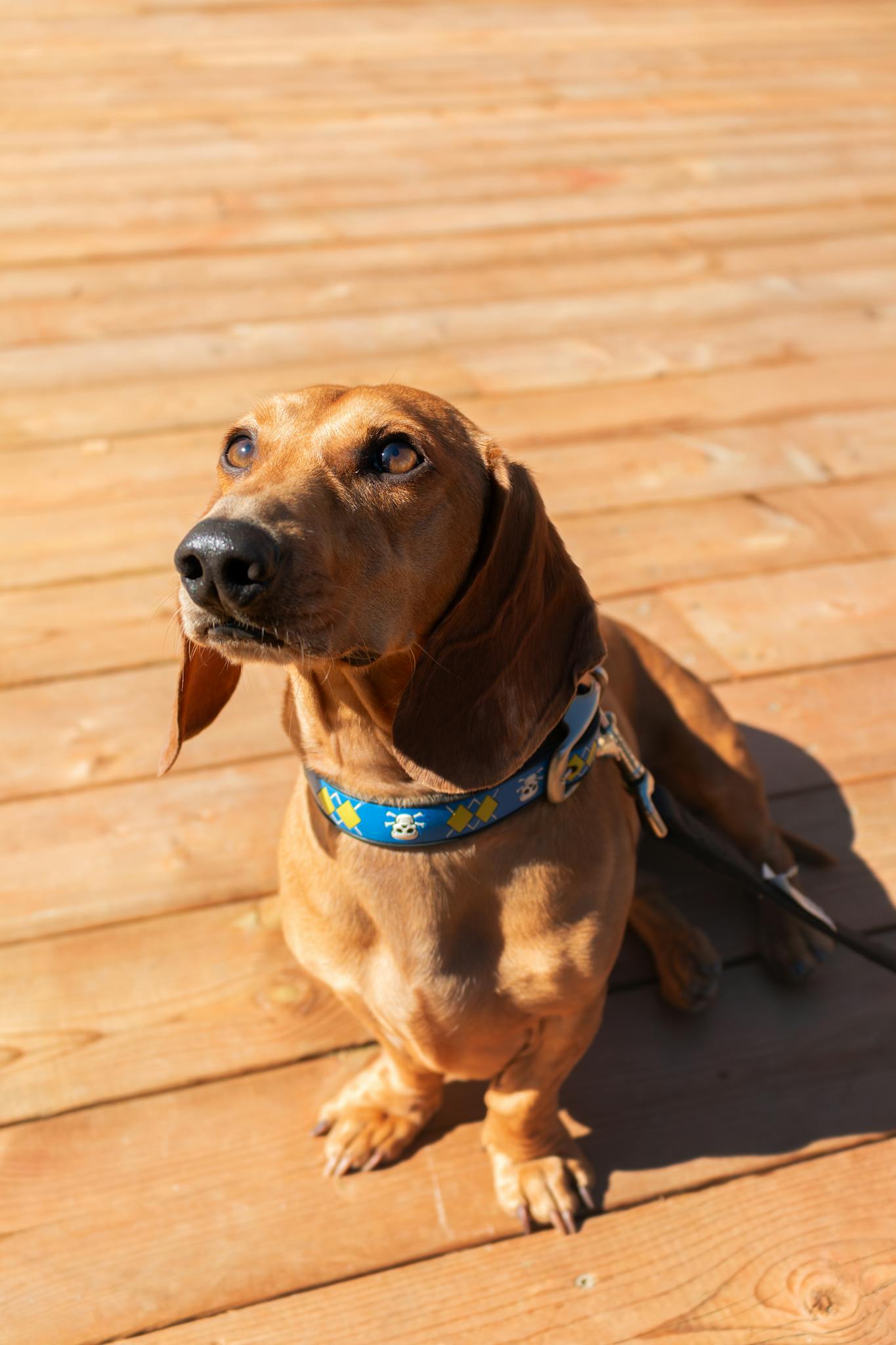 Cute dachshund enjoying a sunny day sitting on a wooden deck.