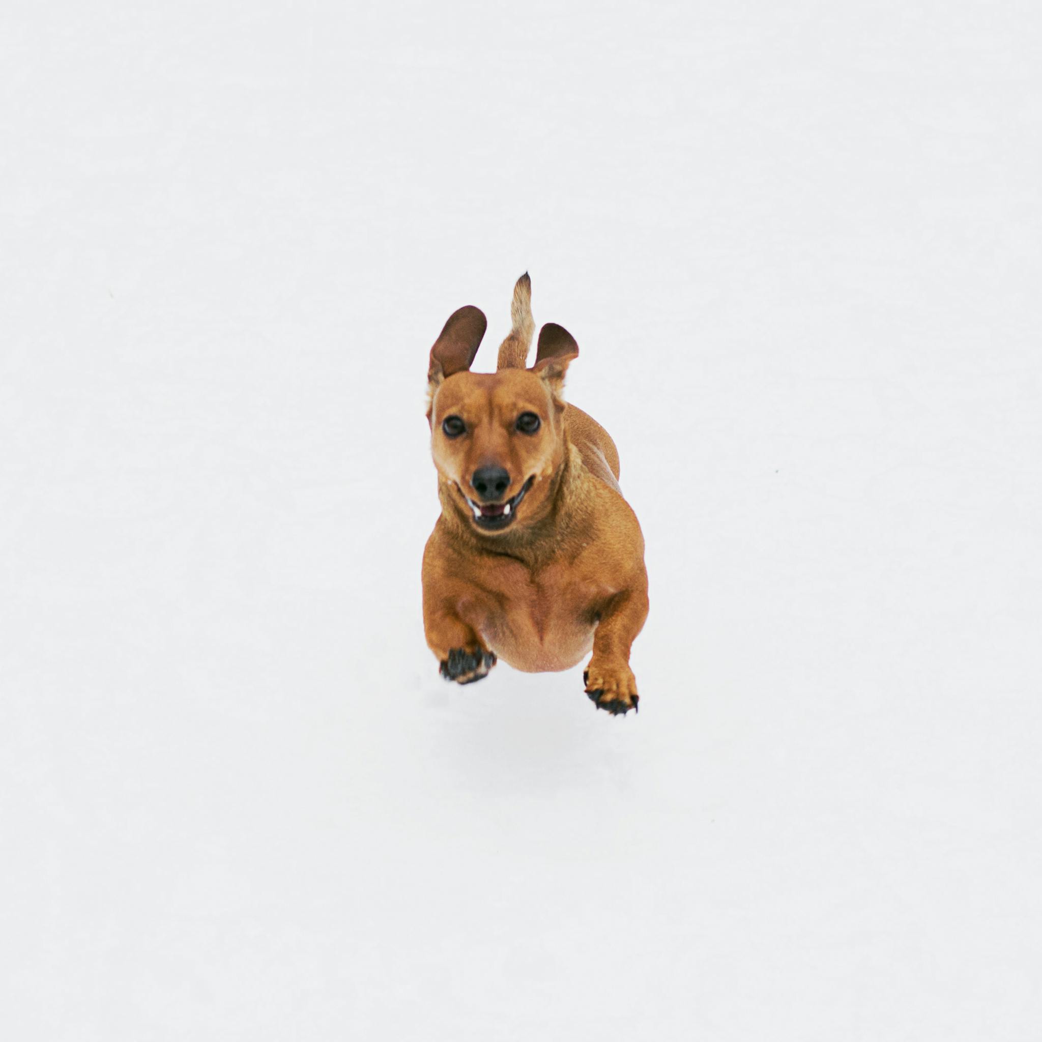 a dog running in the snow