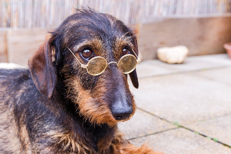 Free stock photo of animal, dog, mammal