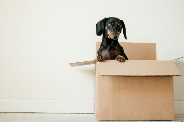 A black and tan sausage dog sits inside an open cardboard box against a plain white wall.