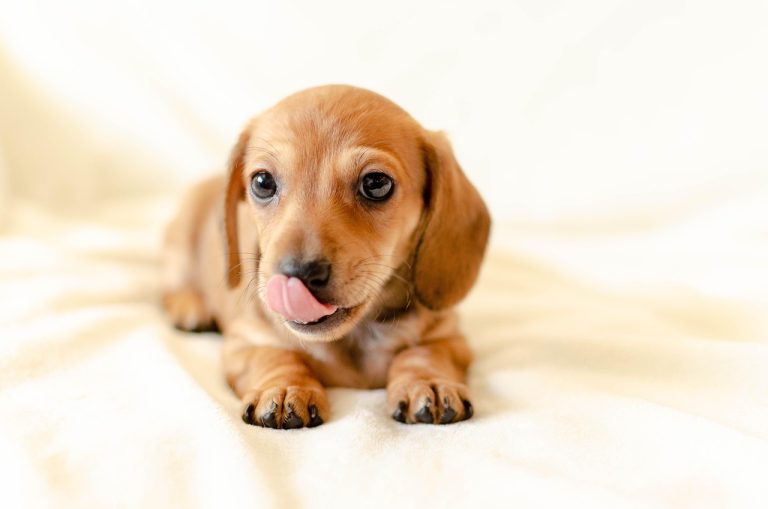 puppy, animal, dog, dachshund, brown, pet, tongue, lick