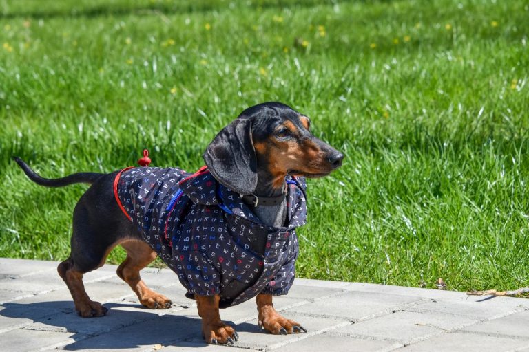 miniature dachshund