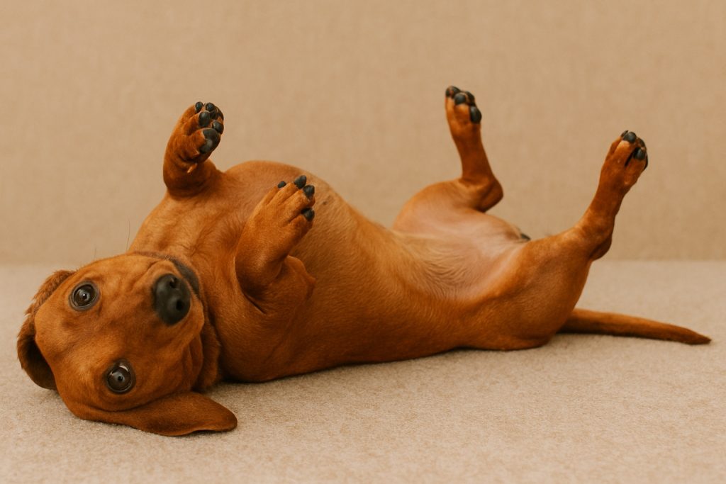 A brown dachshund lies on its back on a beige surface, paws up and looking toward the camera—an adorable moment that also highlights the importance of IVDD prevention for dachshund spinal health.